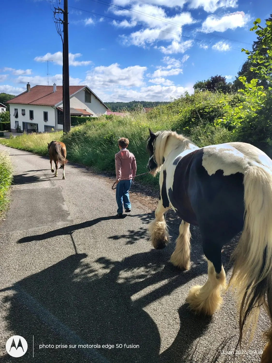 Promenade des chevaux à la main
